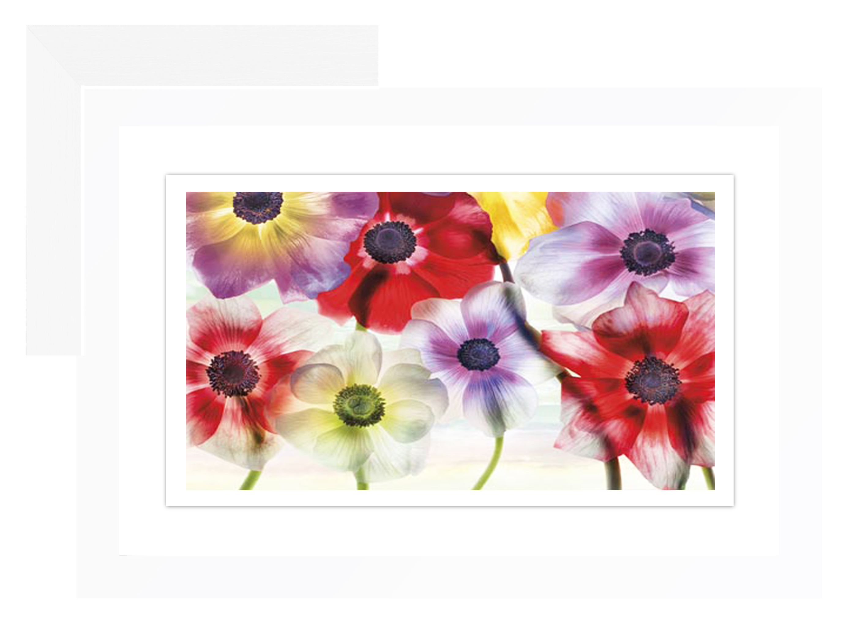 FP231 Wall décor art framed print floral white frame